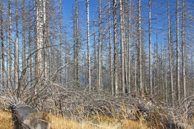 Orman dieback