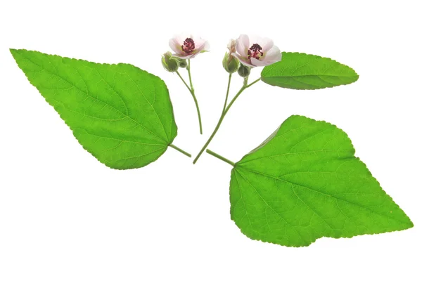 Marshmallow plant — Stock Photo, Image