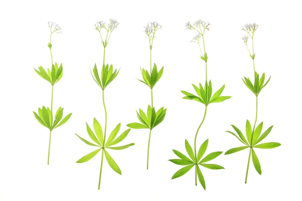 Bloeiende bosdruif (Galium odoratum)) — Stockfoto