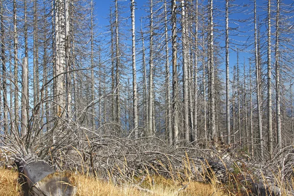 Forest dieback — Stock Image Forest dieback Royalty Free Stock Images