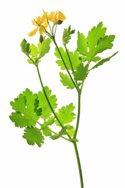 kırlangıçotu (chelidonium majus)