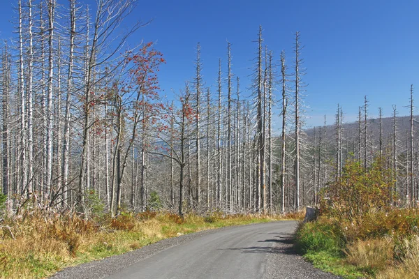 Forest dieback — Stock Photo, Image