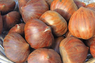 Tatlı kestane (Castanea sativa)