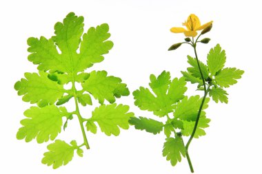 kırlangıçotu (chelidonium majus)