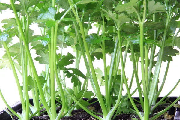 Seedlings of celery — Stock Photo, Image