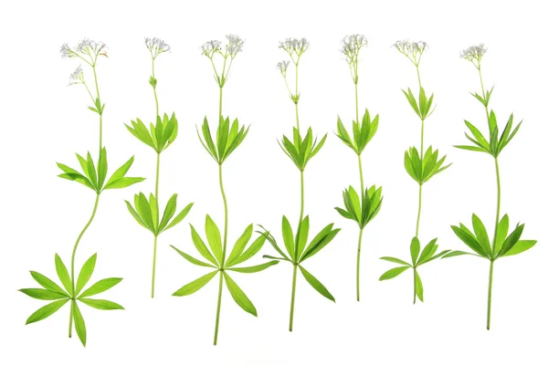 Flowering woodruff (Galium odoratum) — Stock Photo, Image