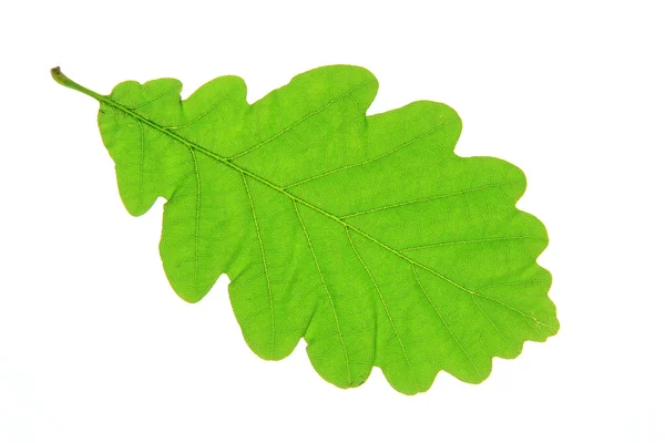 Hoja de roble — Foto de Stock