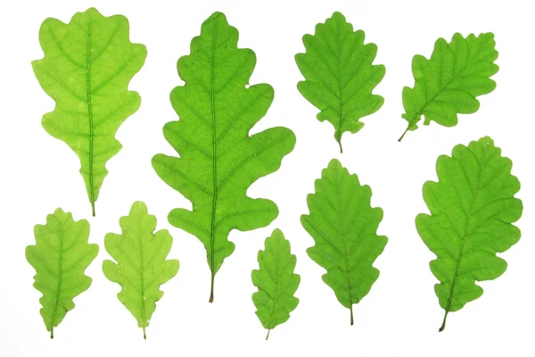 Oak leaves — Stock Photo, Image