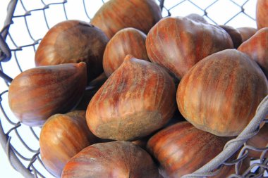 Tatlı kestane (Castanea sativa)