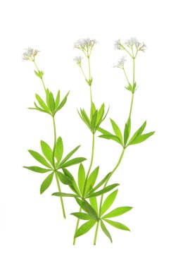 Çiçekli ağaçkakan (Galium odoratum)