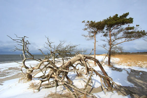 Baltiska havet på vintern — Stockfoto