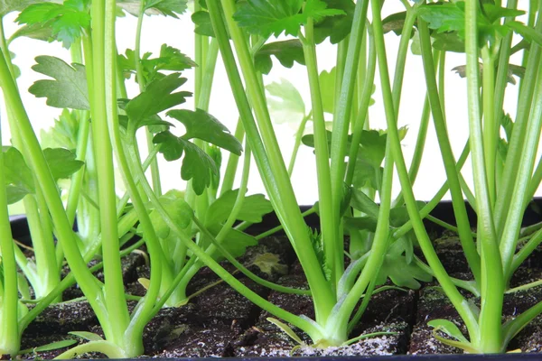 Seedlings of celery — Stock Photo, Image