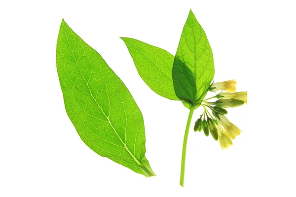 Common Comfrey — Stock Photo, Image