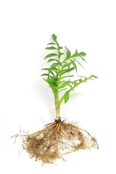 Seedling of valerian — Stock Photo, Image