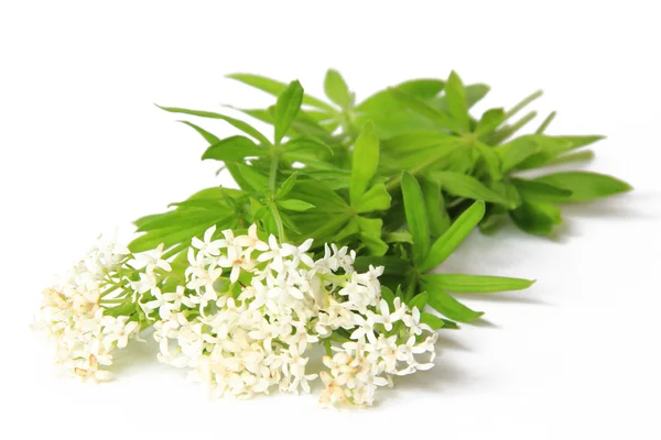 Blomsterhandlare (Galium odoratum)) — Stockfoto