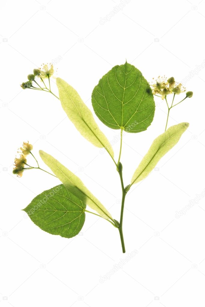 Flowers of the lime tree (Tilia)