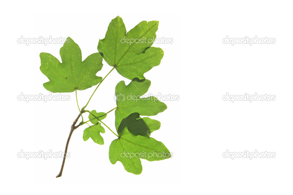 Field maple (Acer campestre)