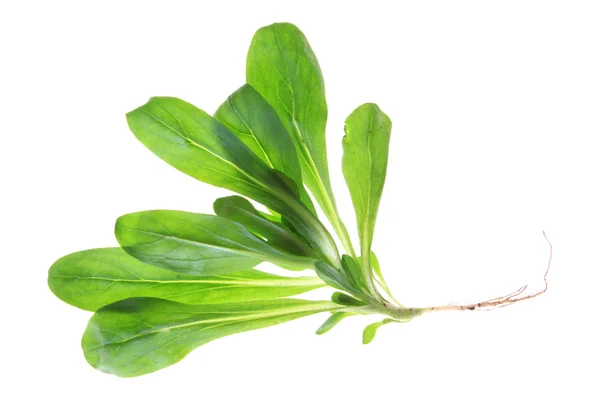 Kukorica saláta (Valéria locusta) — Stock Fotó