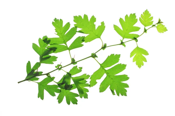 Hawthorn — Stock Photo, Image