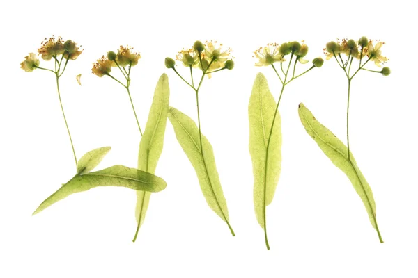 Blüten der Linde (tilia)) — Stockfoto