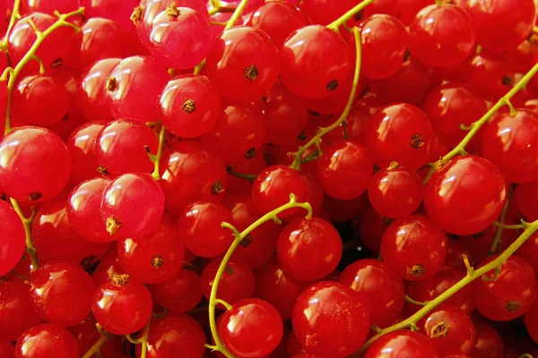 Rote Johannisbeeren — Stockfoto