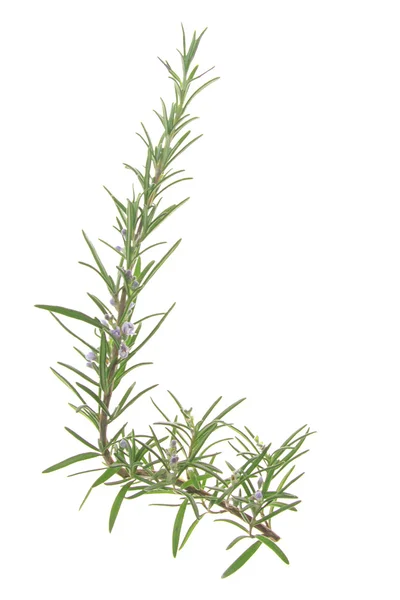 로즈마리 (rosmarinus officinalis) — 스톡 사진