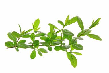 kurtbağrı ligustrum vulgare