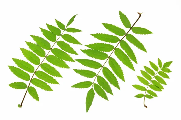 Rowan Sorbus aucuparia — Stock Photo, Image