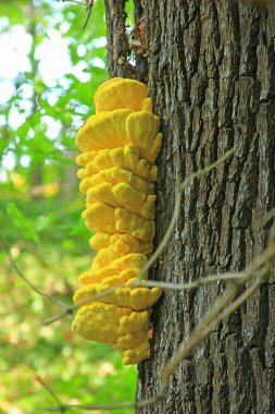 Kükürt ölümü (kükürt mantarı)