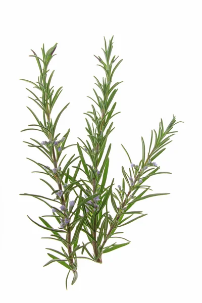 Rozmaryn (rosmarinus officinalis) — Zdjęcie stockowe