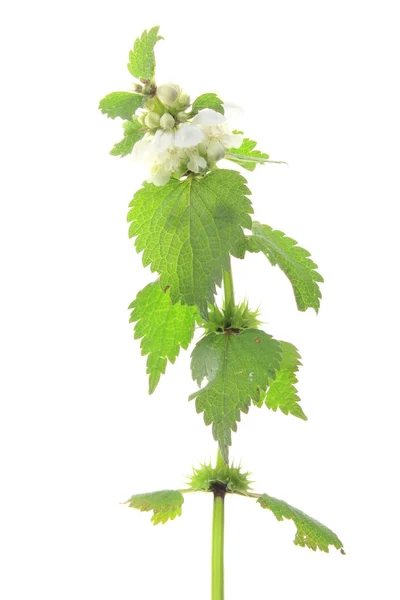 Witte dood nettle (Witte dovenetel) — Stockfoto