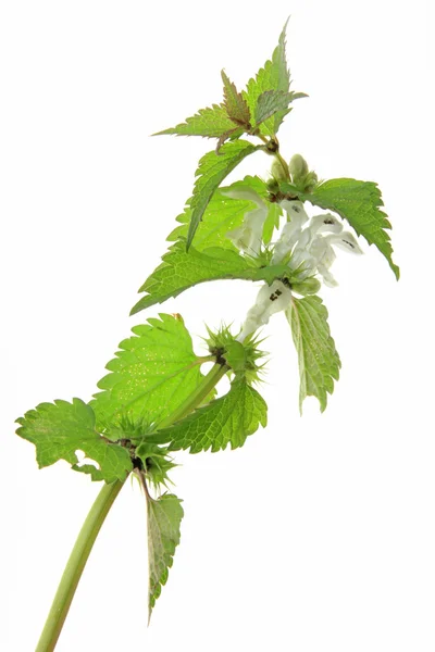 Witte dood nettle (Witte dovenetel) — Stockfoto