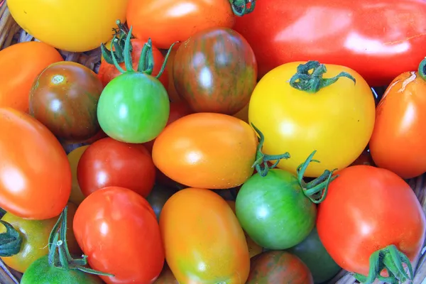 Barevné rajčata — Stock fotografie
