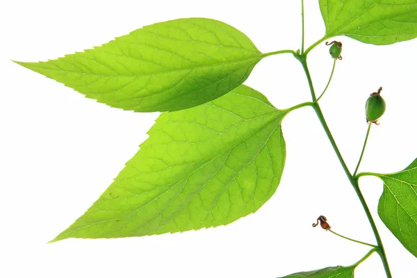 Common hackberry  Celtis australis — Stock Photo, Image