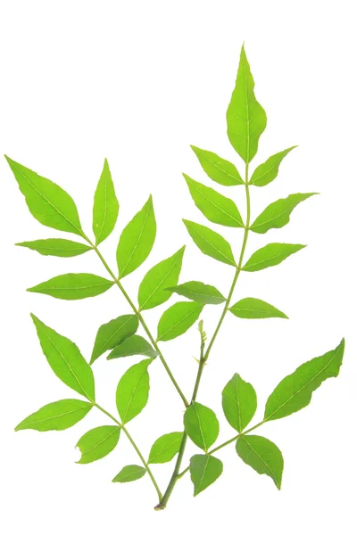 Szechuan peppar (zanthoxylum piperitum) — Stockfoto