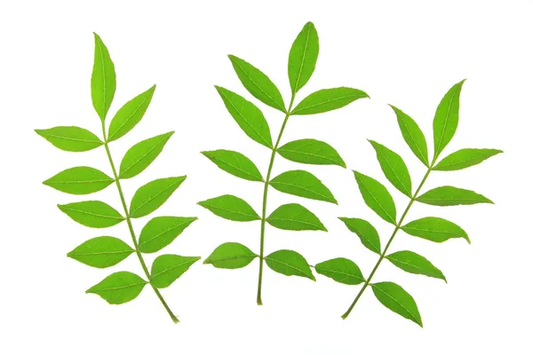 Szechuan πιπέρι (zanthoxylum piperitum) — Φωτογραφία Αρχείου