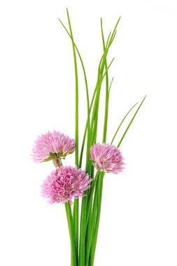 Frenk soğanı (allium schoenoprasum)