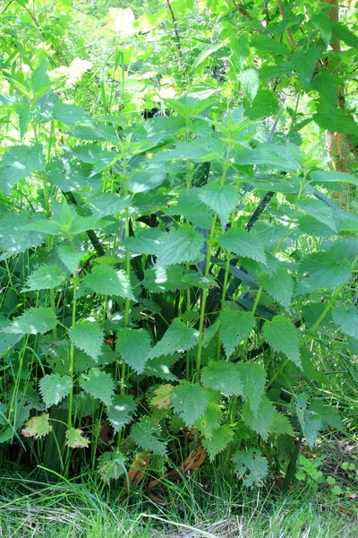 Grande urtiga Urtica dioica — Fotografia de Stock