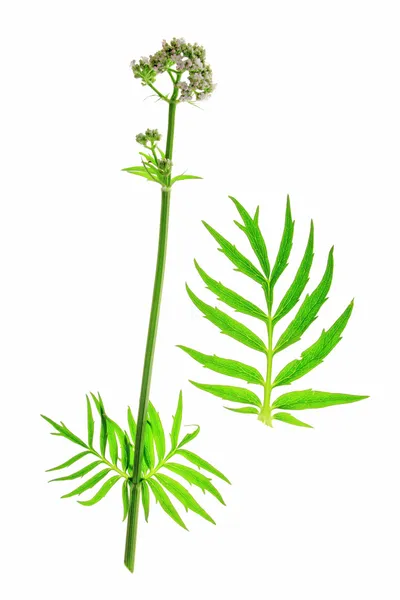 Valeriana officinalis Valeriana — Fotografia de Stock