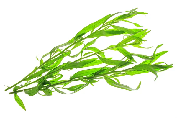 Dragoncello (Artemisia dracunculus ) — Foto Stock
