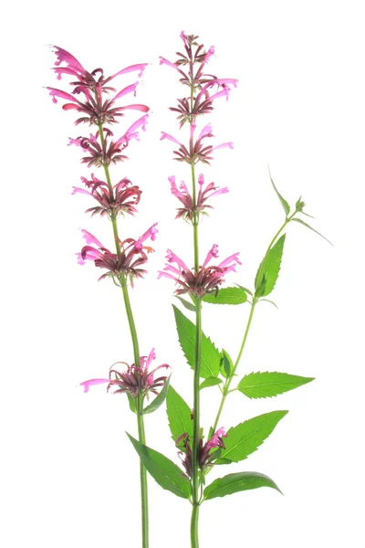 Mexican giant hyssop (Agastache mexicana) — Stock Photo, Image