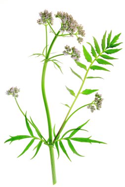 kediotu valeriana officinalis