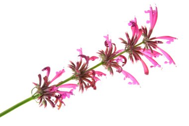 agastache 멕 시카 나