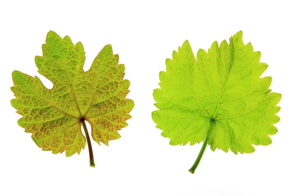 Vine leaves (Vitis vinifera) — Stock Photo, Image