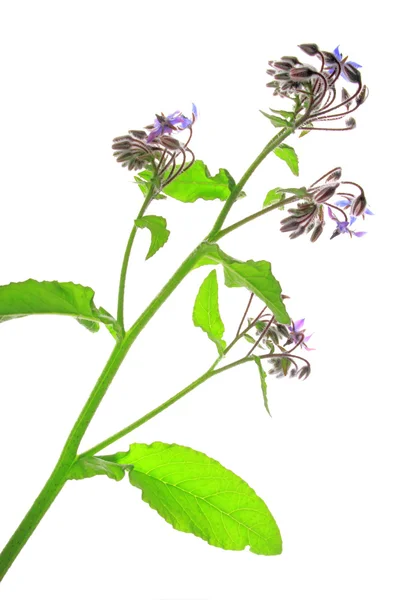 Ogórecznik lekarski (Borago officinalis) — Zdjęcie stockowe