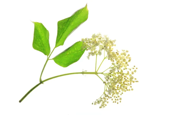 Flor de sabugueiro (Sambucus nigra ) — Fotografia de Stock