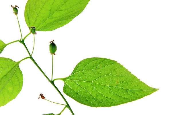 Common hackberry  Celtis australis — Stock Photo, Image