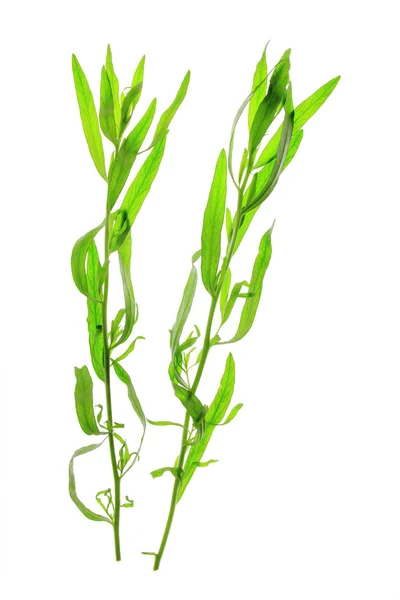 Tarragon (Artemisia dracunculus) — Stock Photo, Image