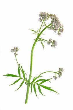 kediotu valeriana officinalis