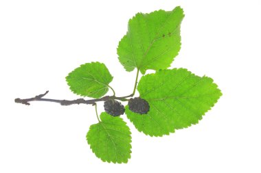 Morus nigra